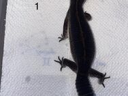 0.3 BlackNight Leopardgecko - Schmidmühlen