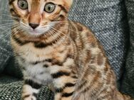 Bengal Kitten - Duisburg