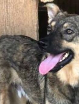 Sebo - Der Wunderbare 🐾 - Elsdorf (Nordrhein-Westfalen)