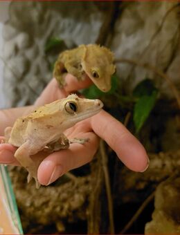 2 Kronengeckos inkl. Terrarium & Einrichtung - Berlin Charlottenburg-Wilmersdorf