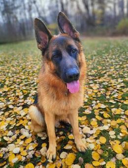 Archie - aufgeschlossener Schäferhund - Löwenberger Land