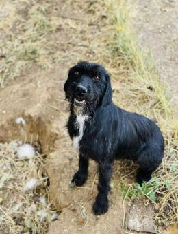 Schnauzer-Mix-Dame AMiNiTA 😍 - Mylau