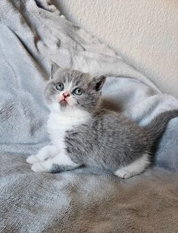 Bildschöne BKH Kitten Britisch Kurzhaar - Erfurt