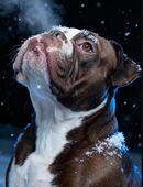 Liebevolles Zuhause für jungen Hund gesucht?Spike sucht seine Menschen! ? in 16816