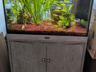 Aquarium samt Inhalt und Unterschrank plus Zubehör - Wuppertal