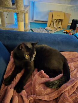 Kater schwarz - Berlin Marzahn-Hellersdorf