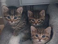 Baby Katzen - Nürtingen Zentrum