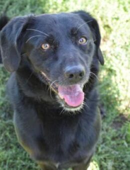 Poldi - ruhiger Senior sucht Einzelplatz - Lohmar