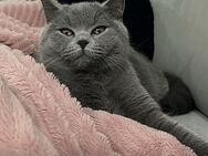 Bkh Katze Britisch Kurzhaar Katze - Plettenberg
