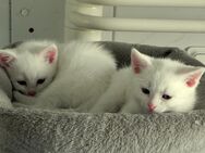 Katze BLH-Mix Kätzchen Kitten Katzenbabys Kater - Guntersblum
