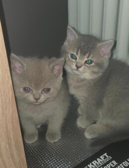 2 BKH Babykatzen - Grünberg Zentrum