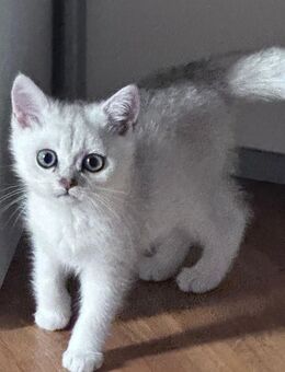 Süße BKH x Golden Chinchilla Katzenbaby – abgabebereit - Berlin