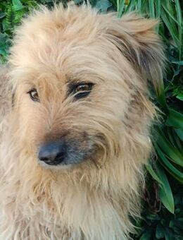 Toffee möchte so gerne Vertrauen fassen - Laatzen