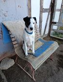 Fox Terrier Rüde ca 6 Jahre in 99998