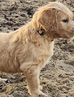 Traumhafte Goldendoodle - ideale Familien, Therapie, Besuchs- oder Assistenzhunde - Altentreptow