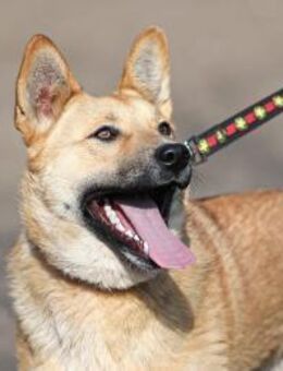 junger kommunikativer Morpheus - Augsburg