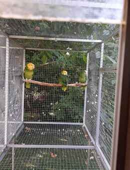 junge Doppelgelbkopfamazone - Bad Lausick