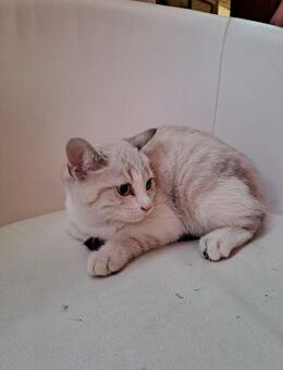 Britischkurzhaar Kitten - Bremen