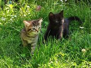 EKH Mischling Katze Kitten Babykatze - Leipzig