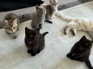 BKH Katzenbabys Kitten abzugeben - Friedrichsdorf Zentrum