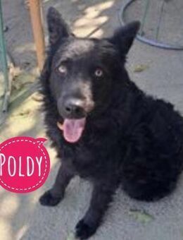 Poldy ein Prachtexemplar - Mannheim