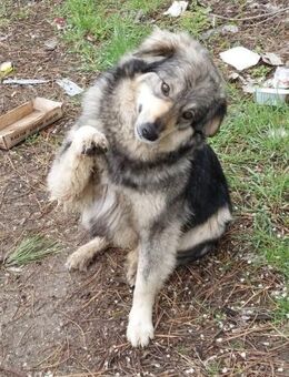 SAYA ist eine sehr freundliche 🐕 Dame♥️ - München