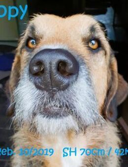 Popy: drahtiger Hundemann sucht ... - Rinteln