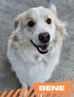 Bene - sportlich, lieb, anhänglich - Berlin