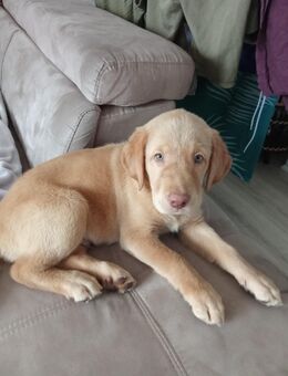 Kleiner Labrador Rüde Sucht Zuhause ♥️ - Bitterfeld-Wolfen