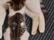 Babykatze reservieren - Ahorn (Baden-Württemberg)