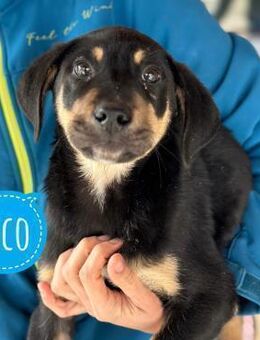 Rico ein sanfter Engel - Flörsheim-Dalsheim