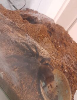Vogelspinne inkl. Terrarium und Heizmatte - Kelheim