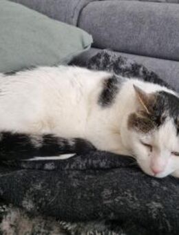 Kater Jari sucht ein zu Hause - Ludwigshafen (Rhein)