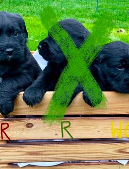 Labradoodle Welpen F1 Labrador 2 Weibchen - Achim