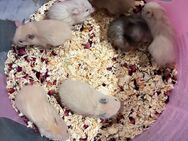 Teddyhamster Babys - Remseck (Neckar) Remseck