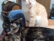 *reserviert* Bonny und Nara (ALO) - Geisenheim