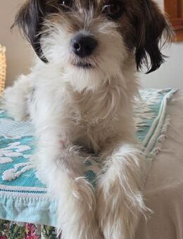 Fips sucht liebevolles Zuhause - Berlin