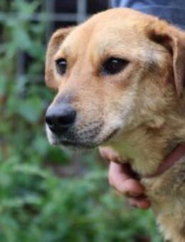 Miona - sehr verschmuste Hündin - Lohra