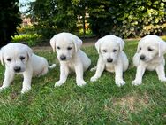 Bildschöne schneeweiße Labrador Welpen (Arbeitslinie) - Bielefeld Quelle