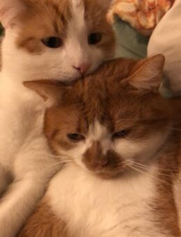 Kater Geschwister suchen Neues zu Hause - Windeck
