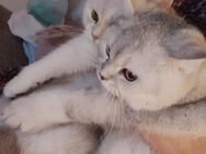 BKH Katze - Bonn