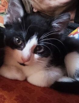 Kuschelweiche Seidenkätzchen - Ebersbach (Fils) Zentrum