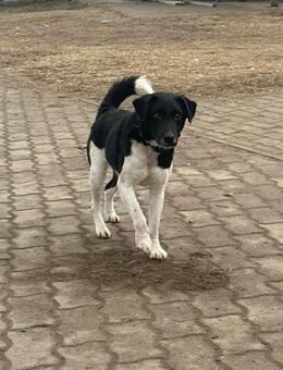 Domino wartet auf seine Menschen - Nordwalde