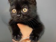 BKH Mix Kitten - Wiesbaden