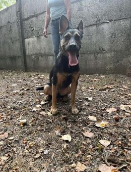 Wer verliebt sich in die pfiffige Lola ? - Dortmund