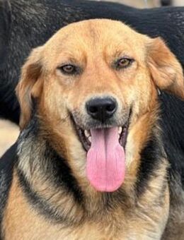 VITA ~ hat das Zeug zum echten Traumhund - Duisburg