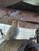 Nestjunge Wellensittiche in 02991