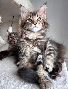 Maine Coon Kitten - Weyhe
