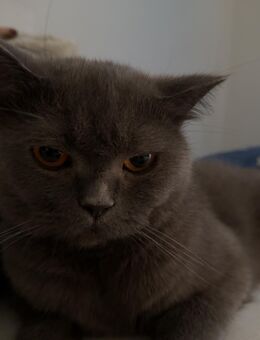 Britisch Kurzhaar Katze - Berlin Tempelhof-Schöneberg