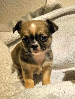 Wundervolle Chihuahua Welpen - Erfurt